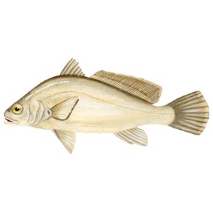 Aplodinotus grunniens